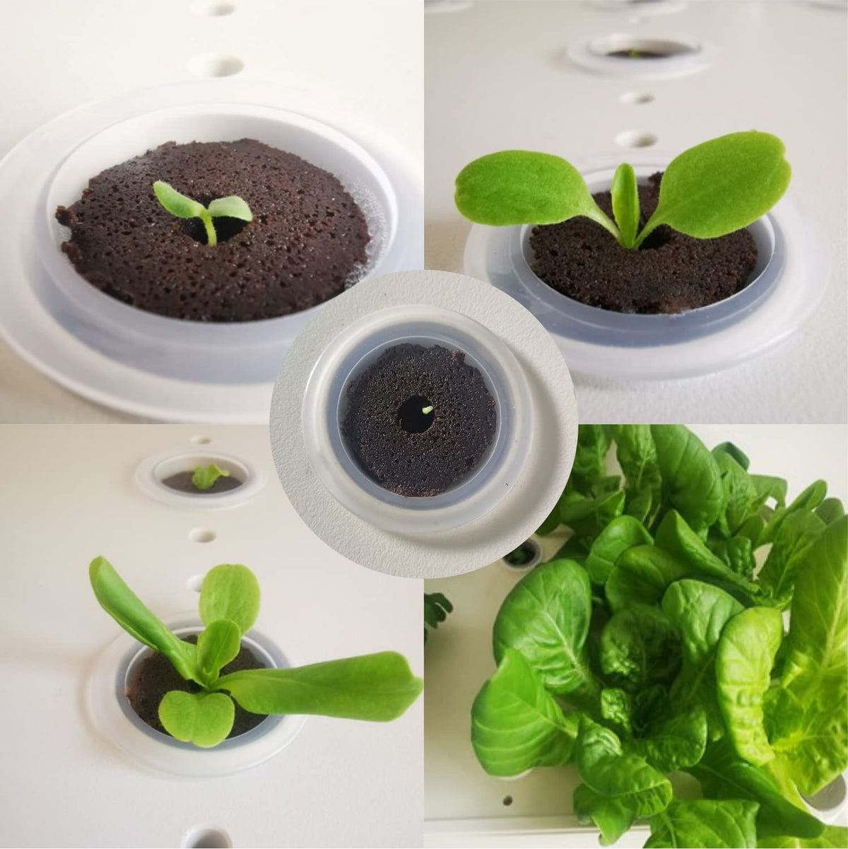 lukandafi Grow Sponges readily fit most hydroponic setups for home gardens.