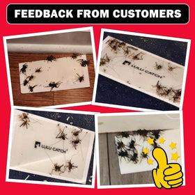 LULUCATCH pet-safe indoor pest control for family homes
