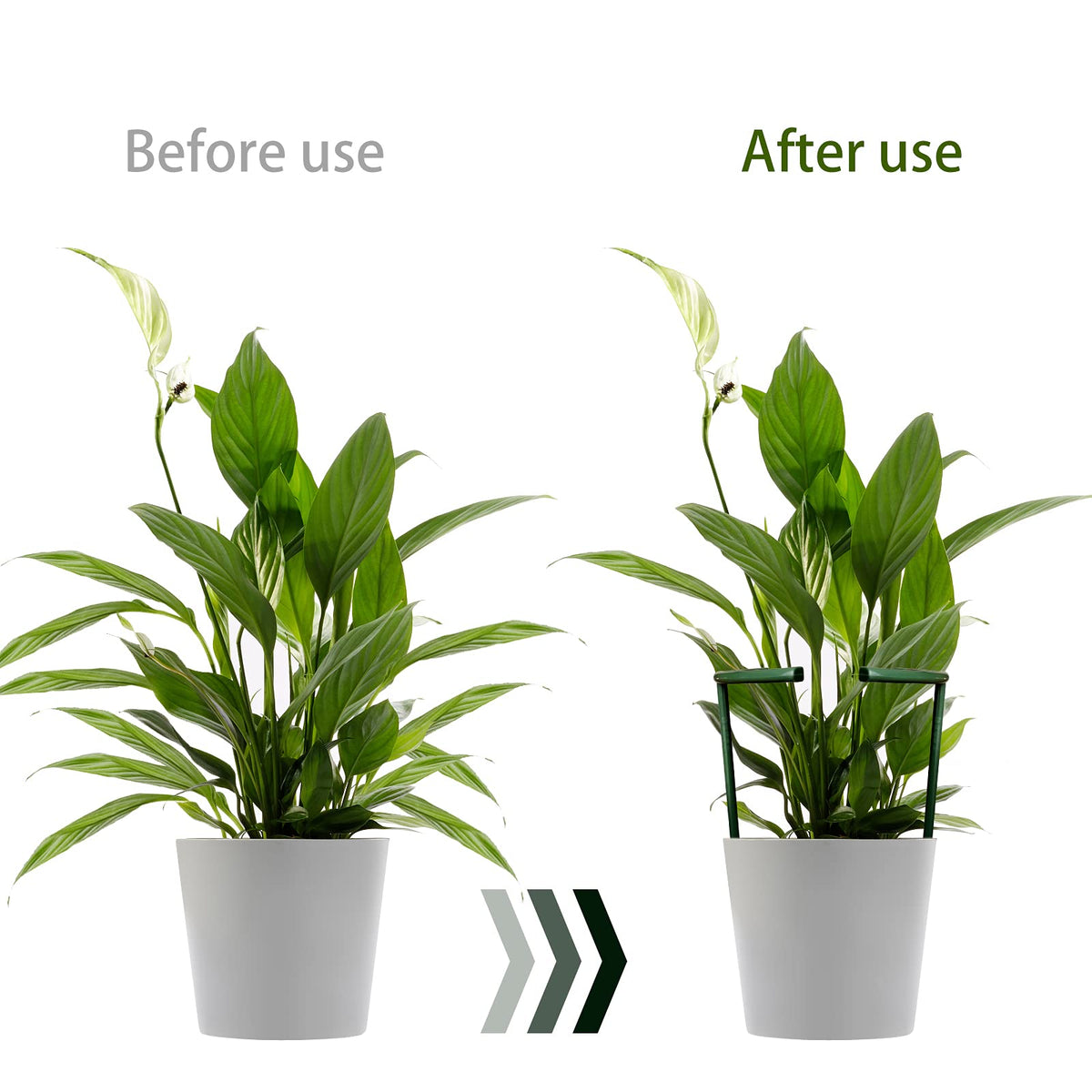 Lunhans plant clips 24-pcs secure stems gently for neat climbing growth.