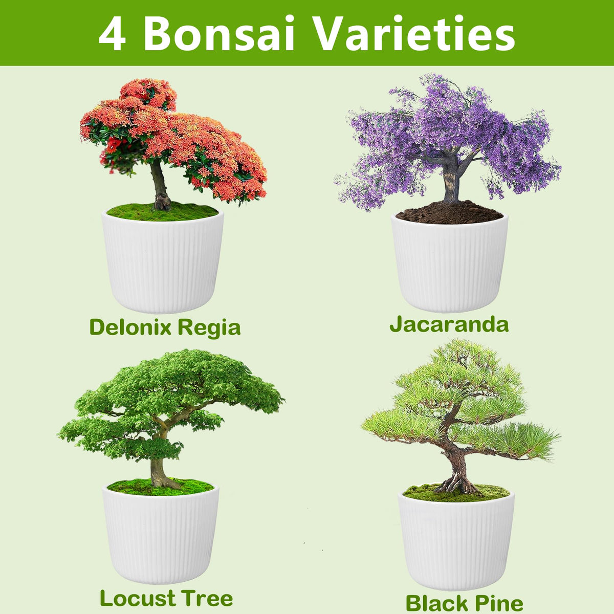 LUOJIBIE bonsai soil disc helps even substrate for seedlings.