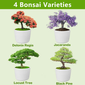 LUOJIBIE bonsai soil disc helps even substrate for seedlings.