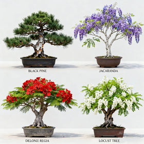 LUOJIBIE Bonsai soil and instruction manual designed for clear learning.