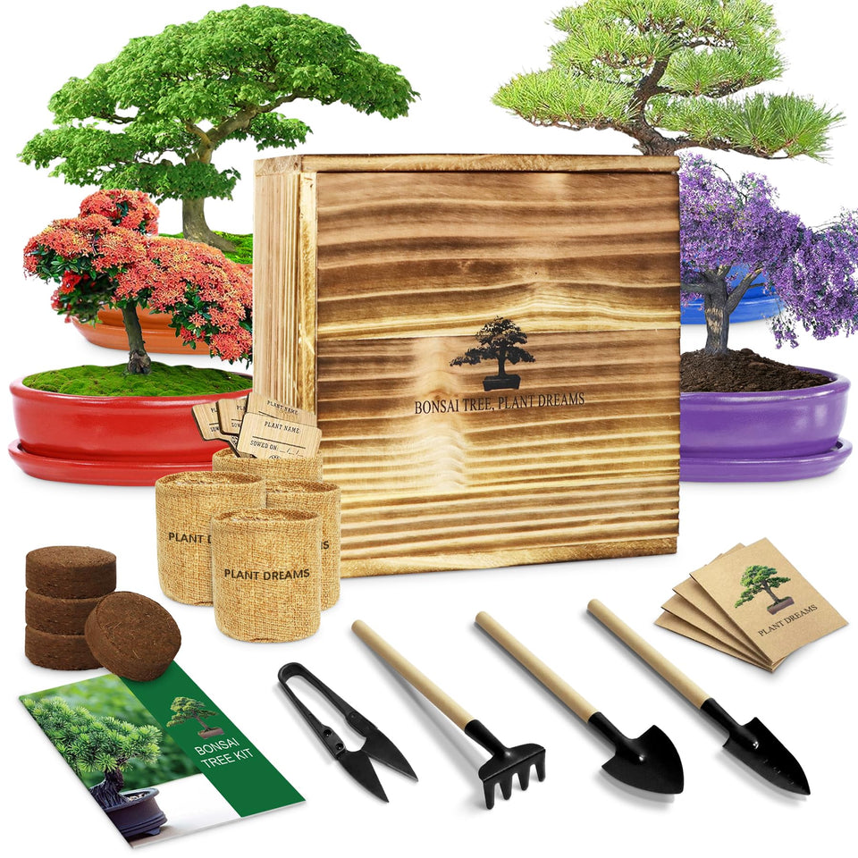 LUOJIBIE Bonsai starter kit in wooden box for beginners and mindful gardening.