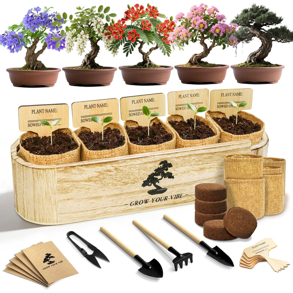 LUOJIBIE Bonsai Tree Kit in a wooden box, ideal for beginners seeking a calming hobby