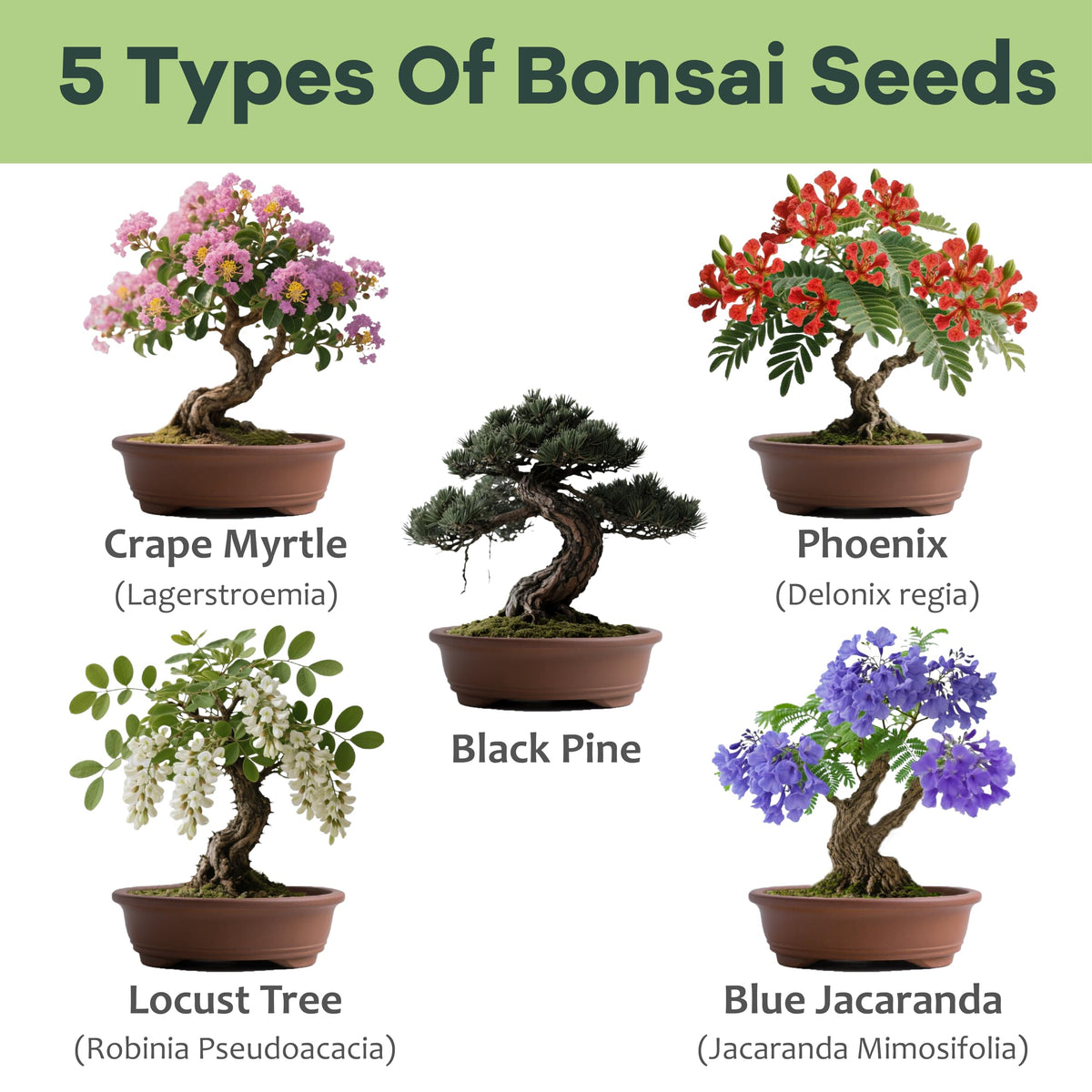 LUOJIBIE Bonsai Kit mood boost through hands on gardening and mindful creativity
