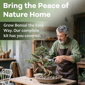 LUOJIBIE five tree bonsai experience capturing global flora and hands on cultivation