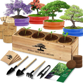 LUOJIBIE Bonsai Tree Kit seeds ready for easy home cultivation.