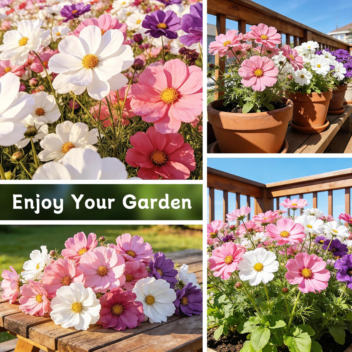 LUOJIBIE Cosmos Seeds easy grow tips for beginners