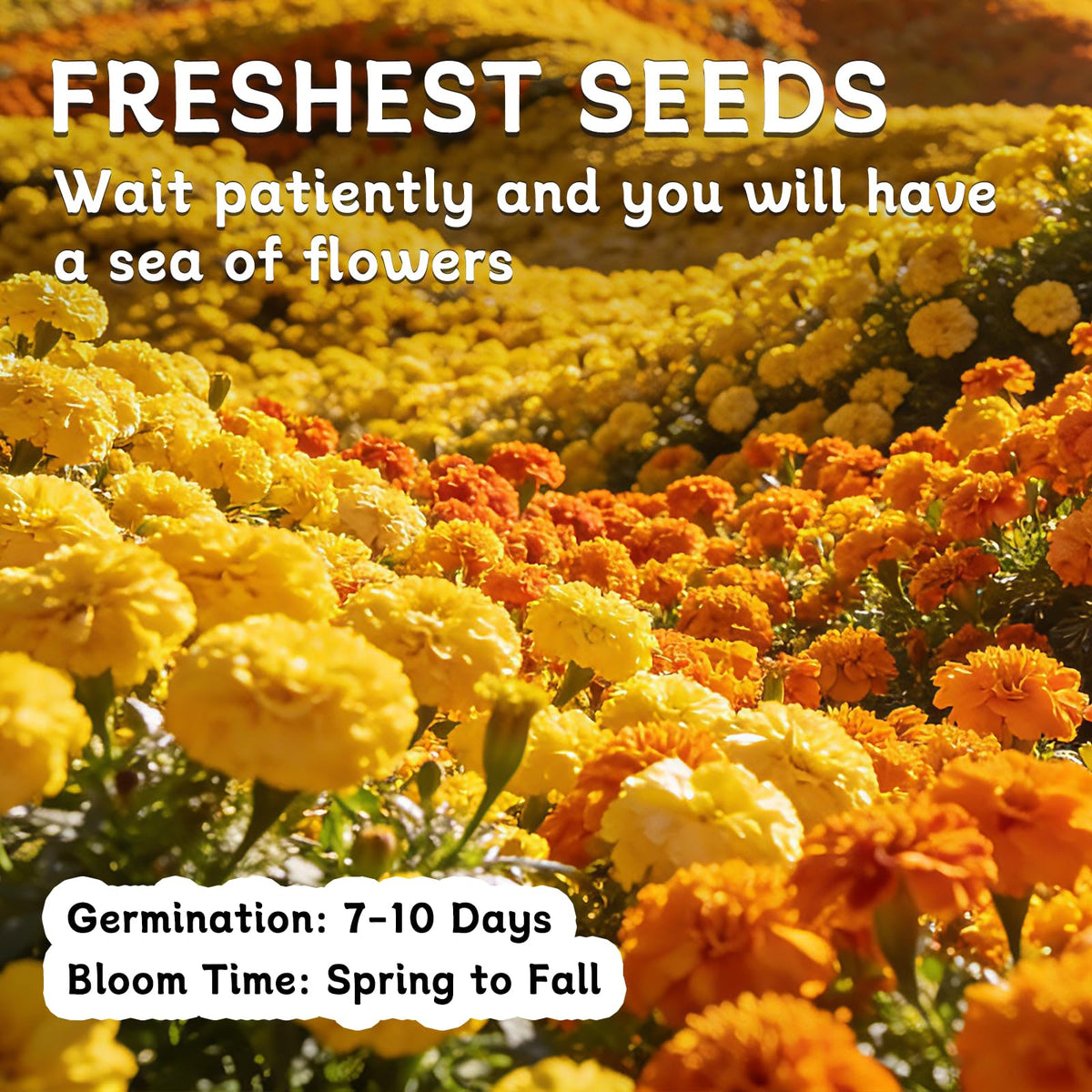 LUOJIBIE gift-ready marigold seeds in attractive packaging