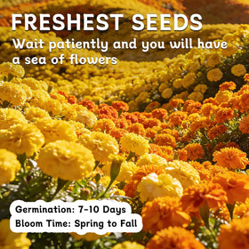 LUOJIBIE gift-ready marigold seeds in attractive packaging