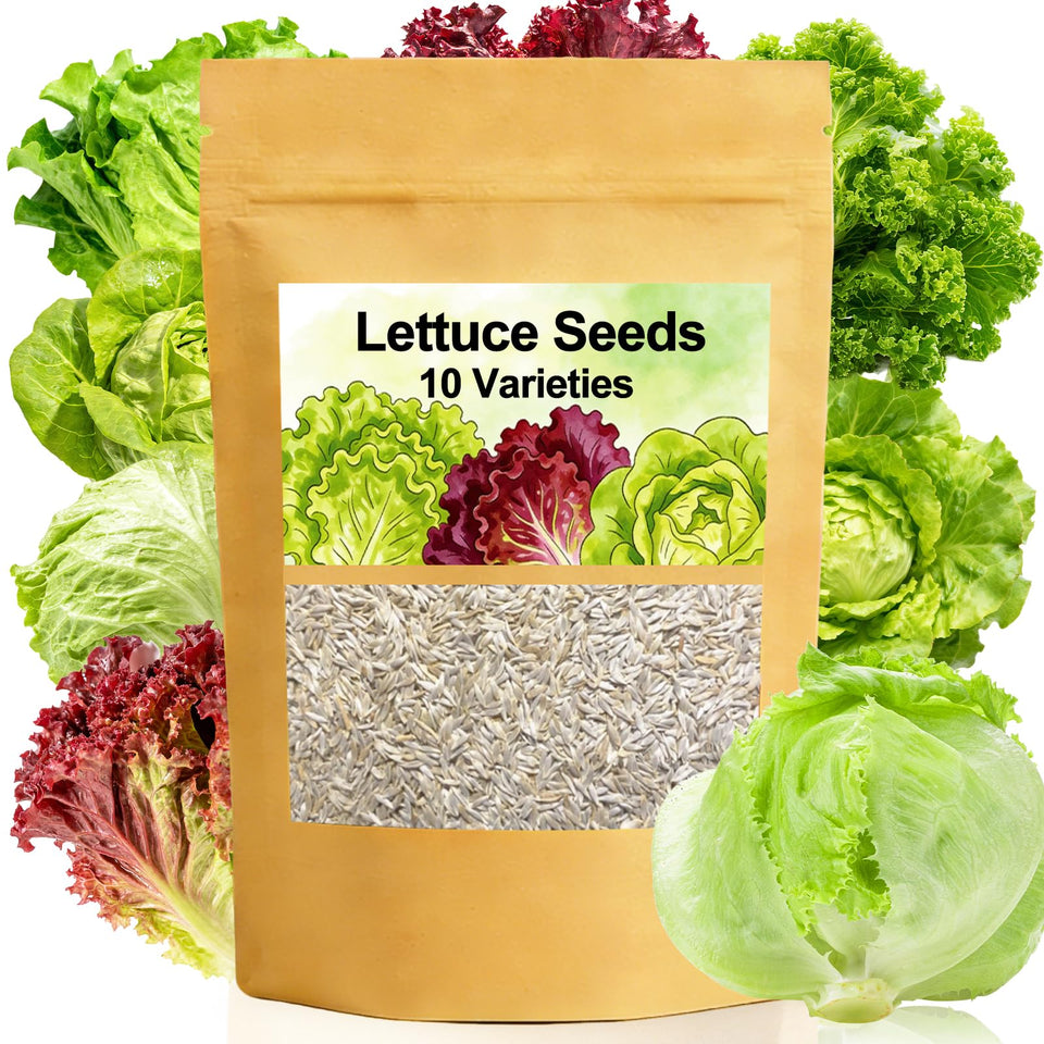 LUOJIBIE Cream lettuce seeds for crisp, fresh salads all season.
