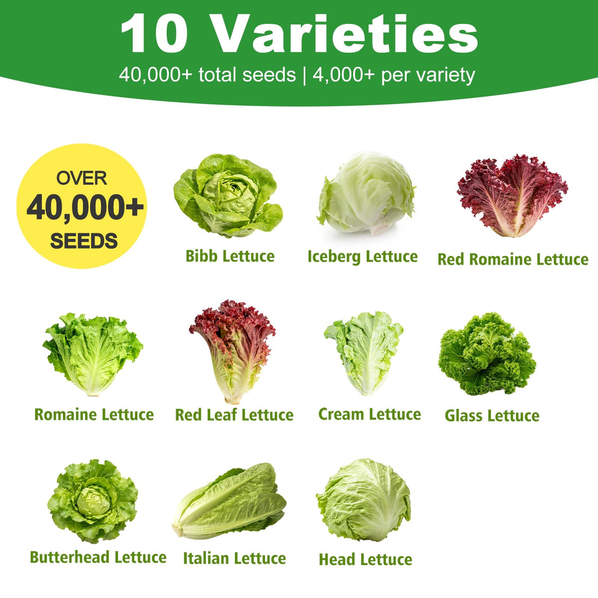 LUOJIBIE Glass lettuce seeds ideal for vibrant home garden harvests.