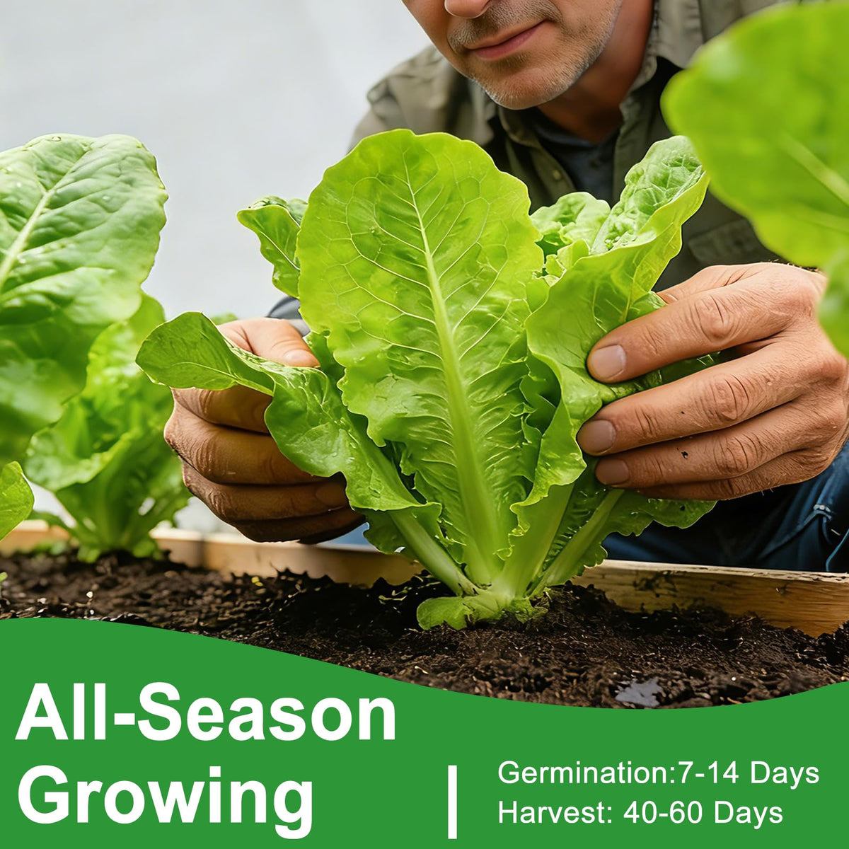 LUOJIBIE Head lettuce seeds for compact, easy windowsill gardens.