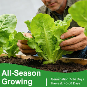 LUOJIBIE Head lettuce seeds for compact, easy windowsill gardens.