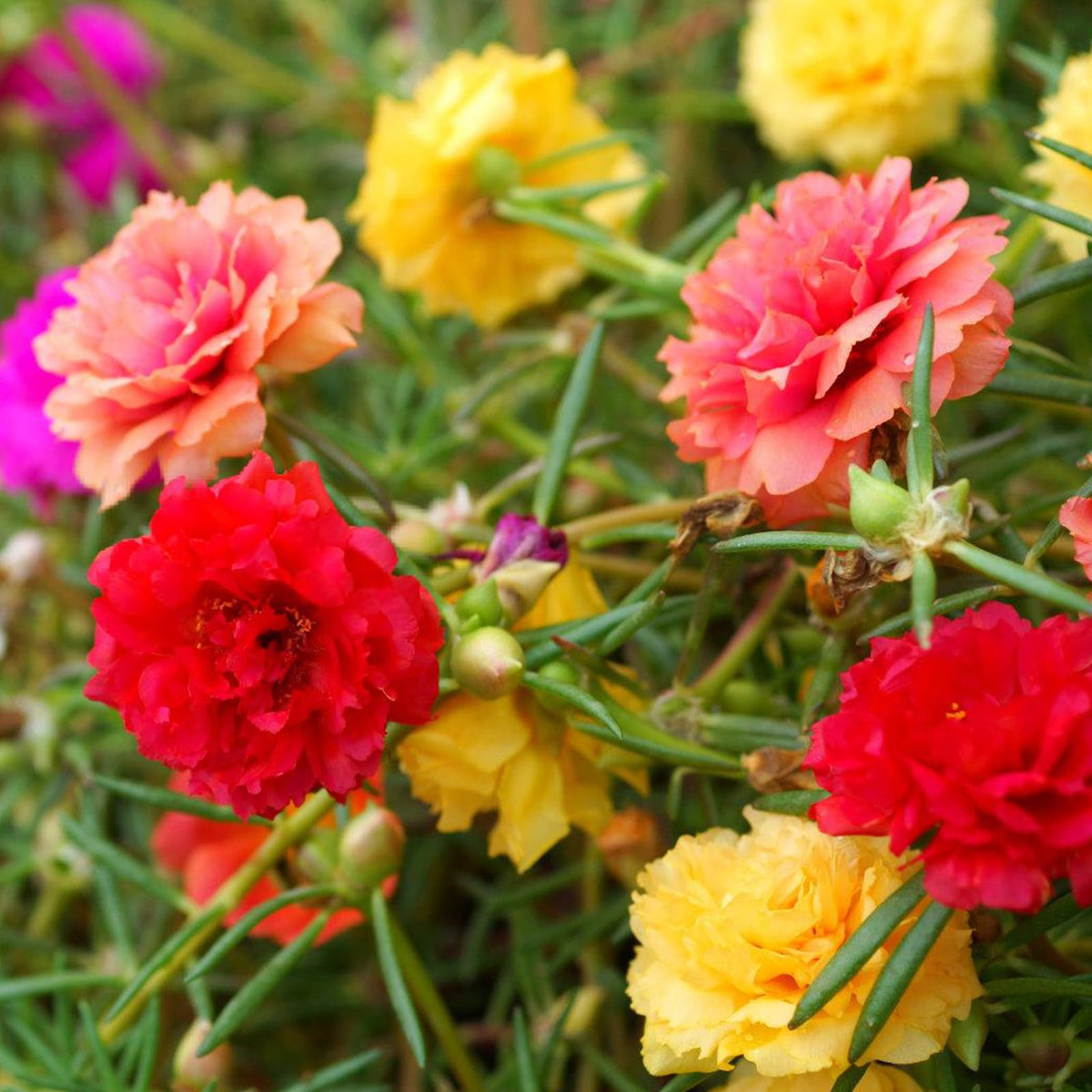 LUOJIBIE Moss Rose Seeds bulk pack ready for outdoor sowing and color variety
