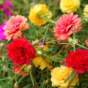 LUOJIBIE Moss Rose Seeds bulk pack ready for outdoor sowing and color variety
