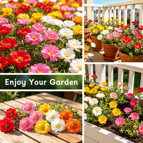 LUOJIBIE Moss Rose Seeds easy to grow in full sun