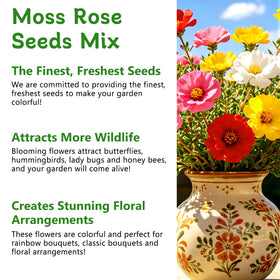 LUOJIBIE Moss Rose Seeds showcase mixed colors and large blooms