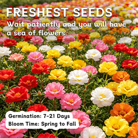 LUOJIBIE Moss Rose Seeds make a thoughtful gift for gardeners
