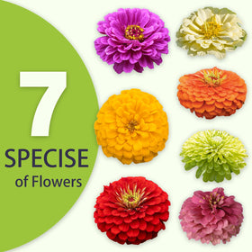 LUOJIBIE zinnia blooms along borders attract pollinators for a lively garden