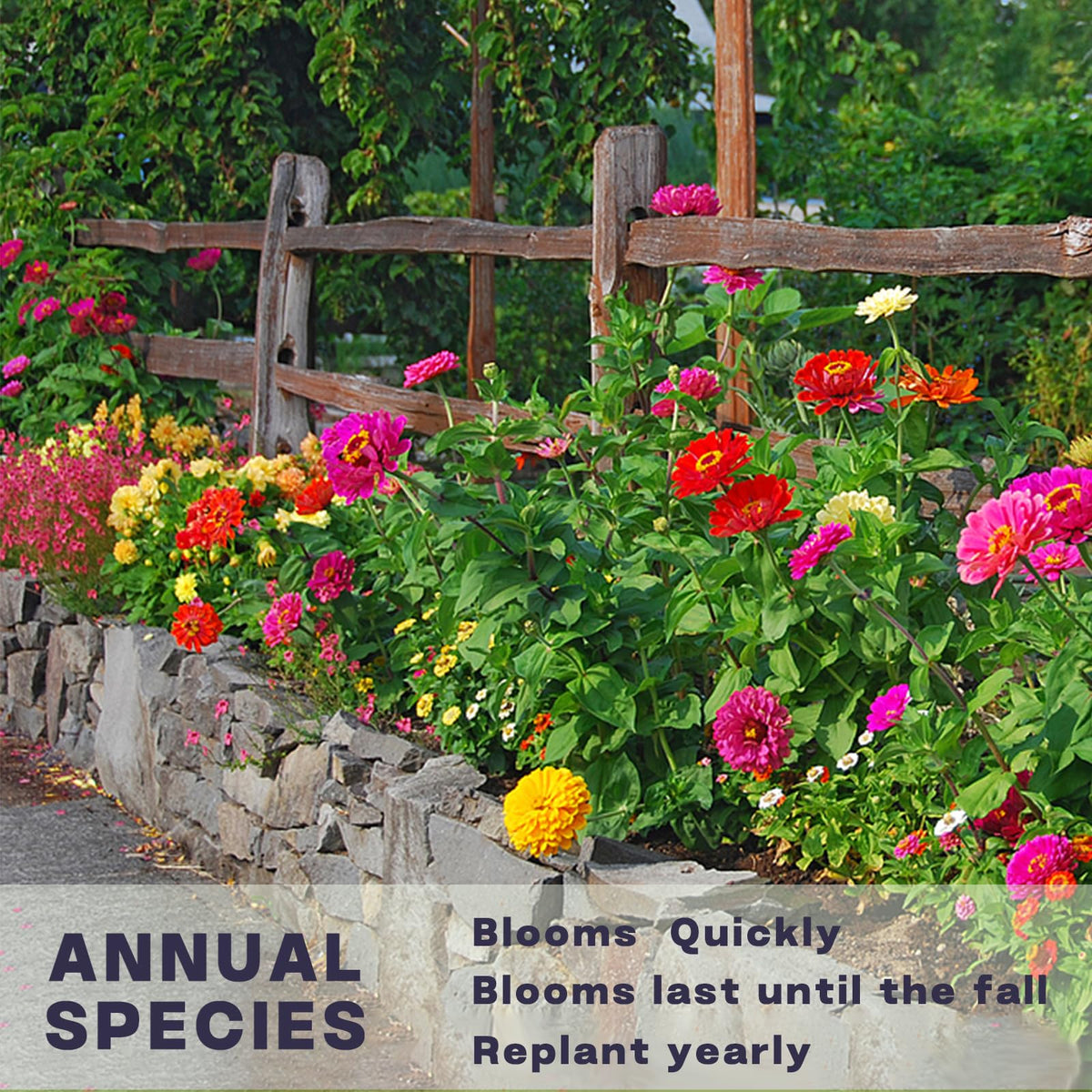 LUOJIBIE zinnia bloom close-up ideal for fresh-cut bouquets