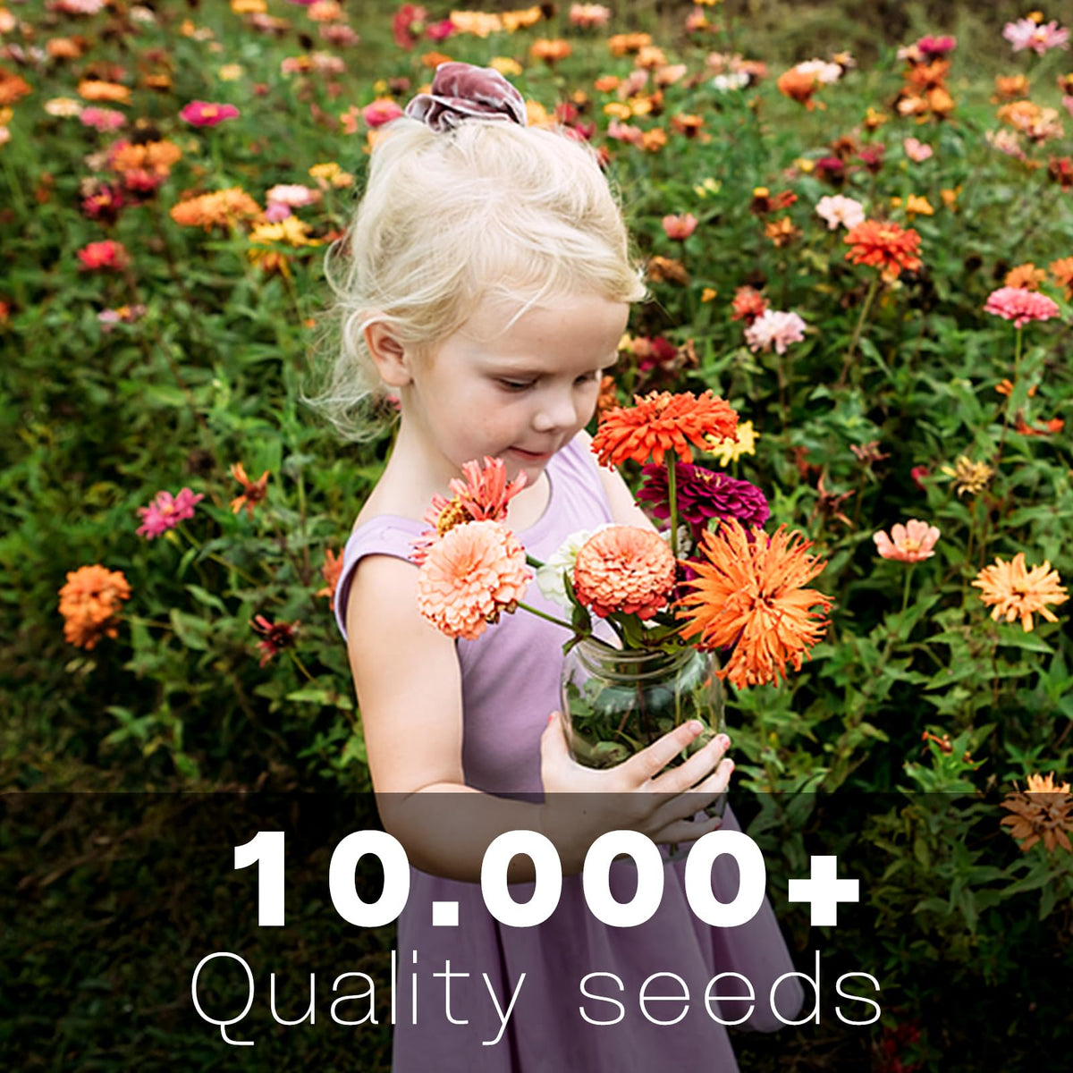 LUOJIBIE zinnia seeds bulk 10k covers large garden beds for vibrant growth