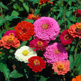 LUOJIBIE zinnia seeds bulk pack with planting guide for quick sowing