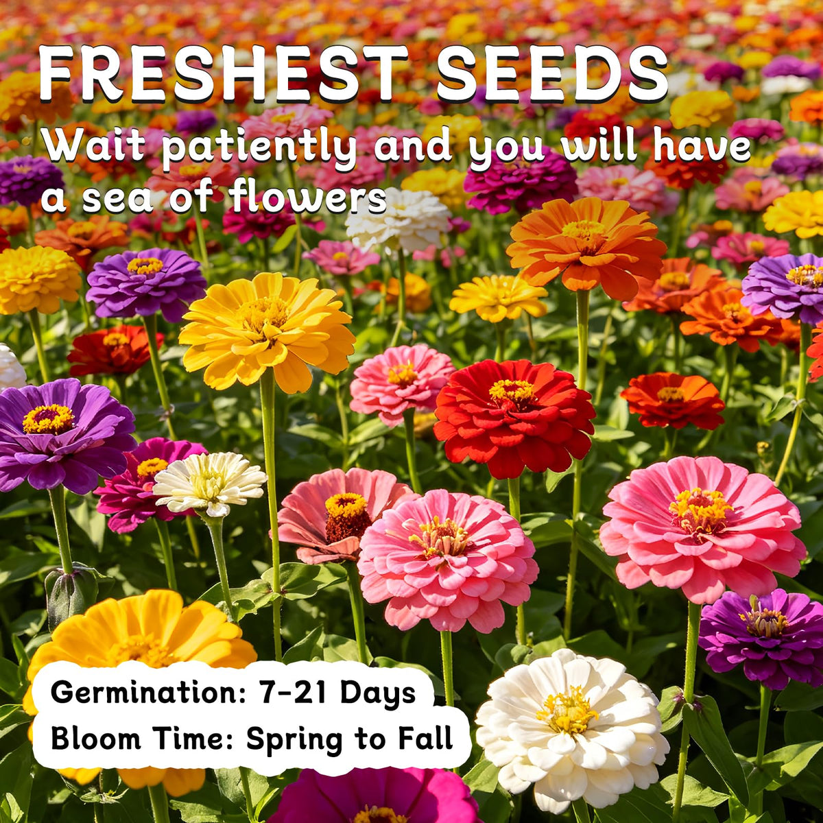LUOJIBIE Zinnia seeds color mix seven hues - bold, long-lasting garden color