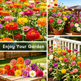 LUOJIBIE zinnia seeds brighten home garden beds with color