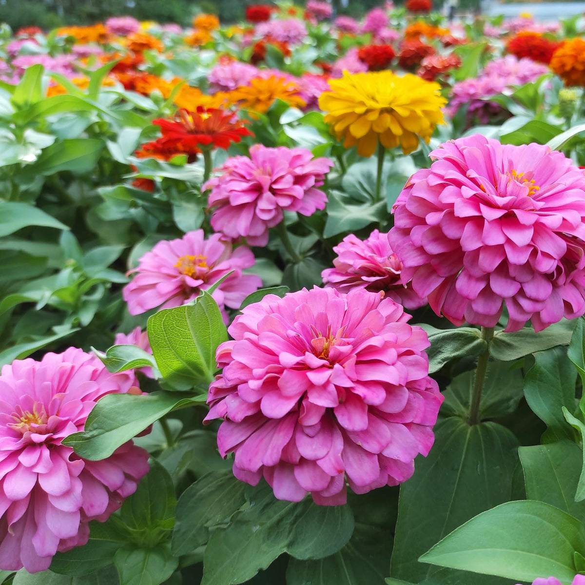 LUOJIBIE zinnia seeds gift-ready set suits garden lovers