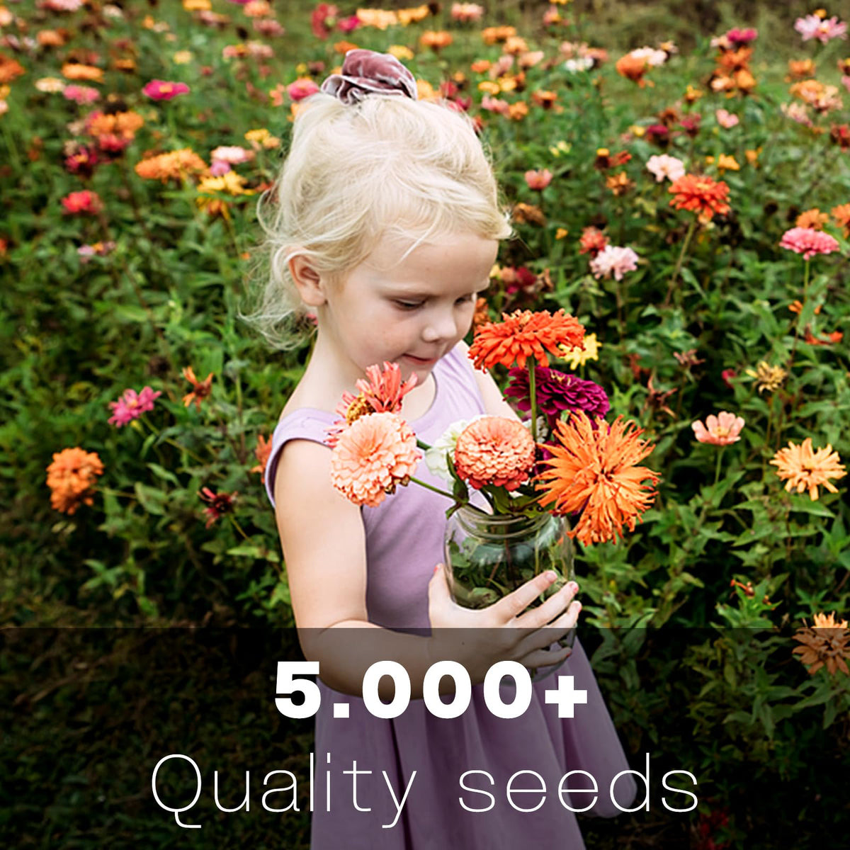 LUOJIBIE zinnia seeds 5,000+ for easy starter gardens with giant blooms that attract bees.