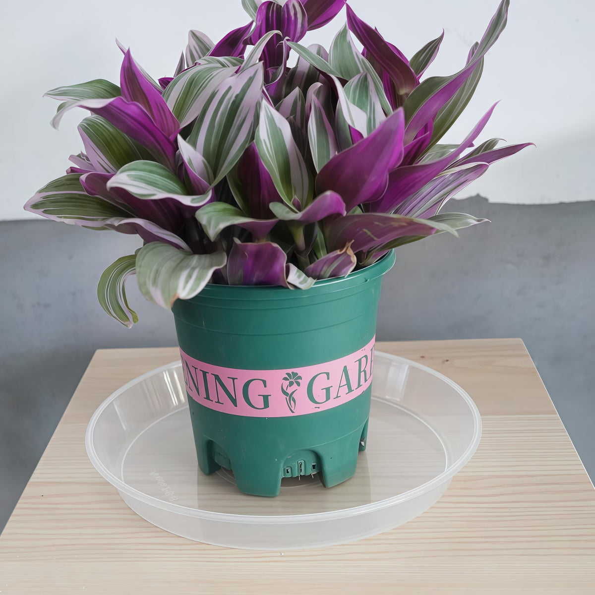 LWALRS BPA-free PP plastic plant saucer is durable and easy to wipe.