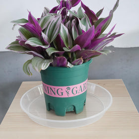 LWALRS BPA-free PP plastic plant saucer is durable and easy to wipe.