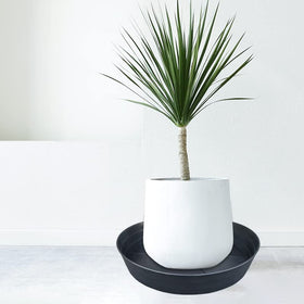 LWALRS heavy-duty plastic tray designed to support large planters outdoors.