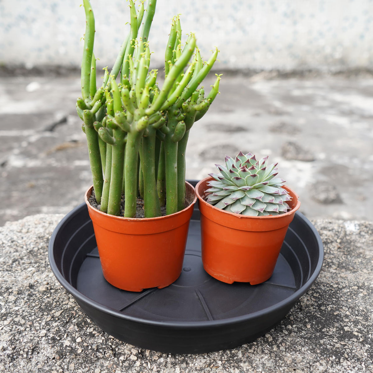 LWALRS stackable plant saucer for organized storage