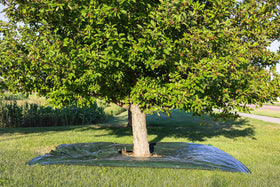 LYDKIN tarp wraps around tree trunks to control debris during pruning.