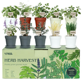 LYKOCLEAN 10-herb-seeds-collection for year-round cooking herbs.