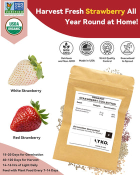 LYKOCLEAN grow sponges with bio peat support robust root development and steady moisture.