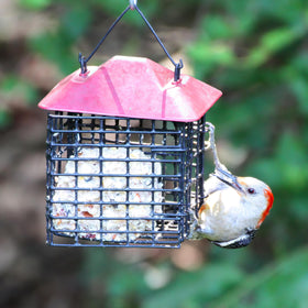 Lyric bird feeder with suet cakes ready to attract diverse species.