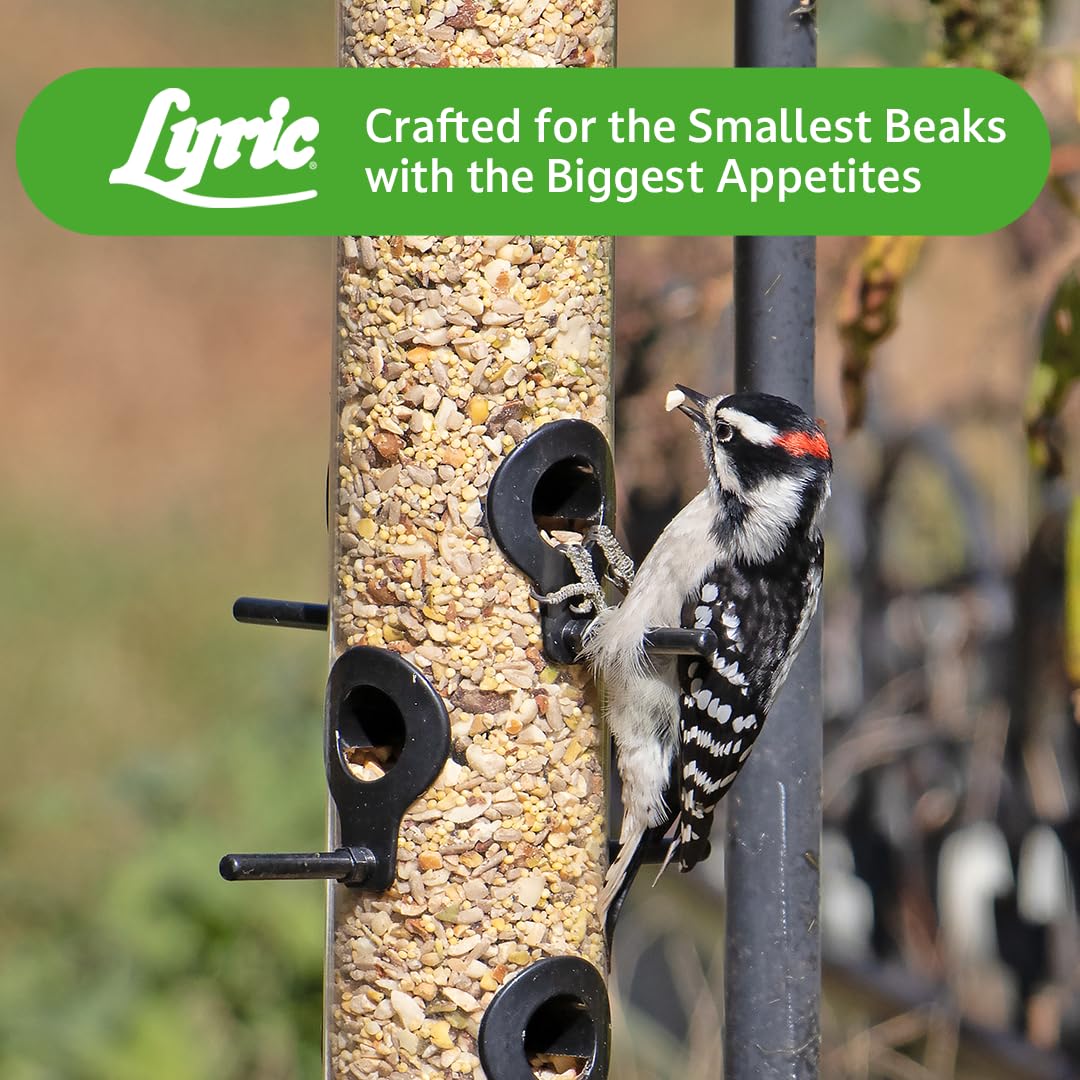 Lyric Fine Tunes backyard bird view showing a diverse mix drawn to the feeder.
