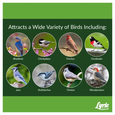 Lyric bluebirds and finches visiting a feeder using Fine Tunes mix