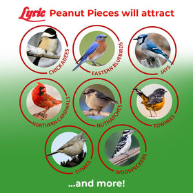 Lyric Peanut Pieces attract songbirds such as bluebirds and chickadees to feeders