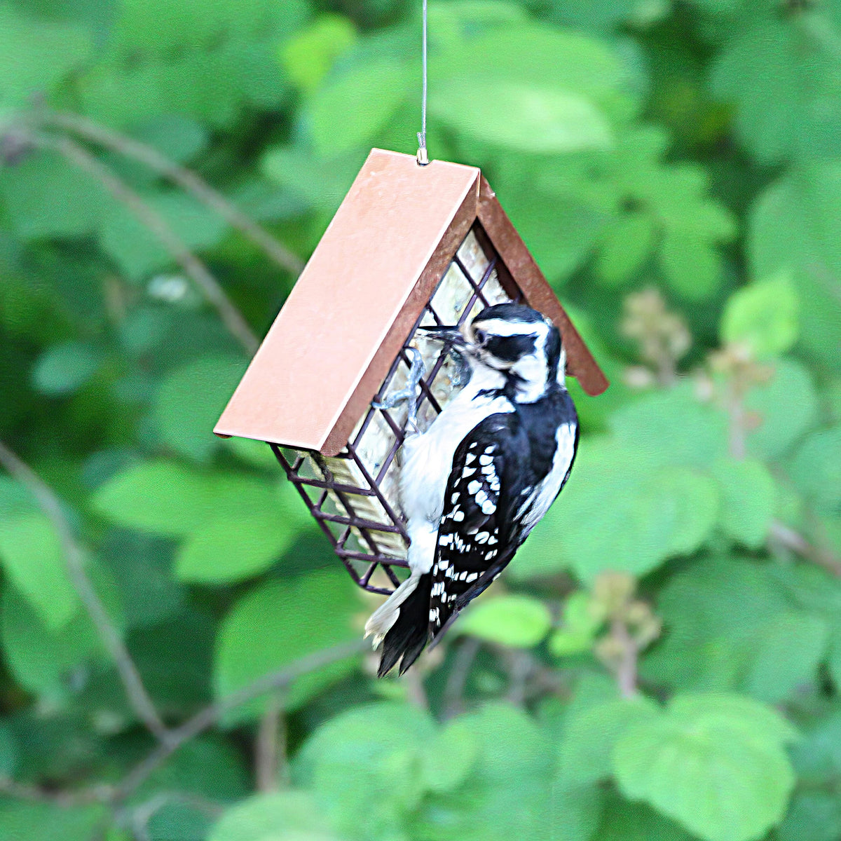 Lyric suet cake for bluebirds supports energy during winter foraging.