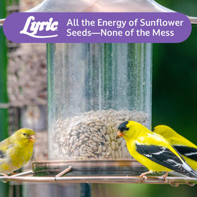 Lyric Sunflower Kernels 5 lb bag for convenient backyard feeding