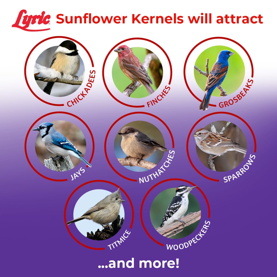 Lyric Sunflower Kernels compatible with tube and hopper feeders