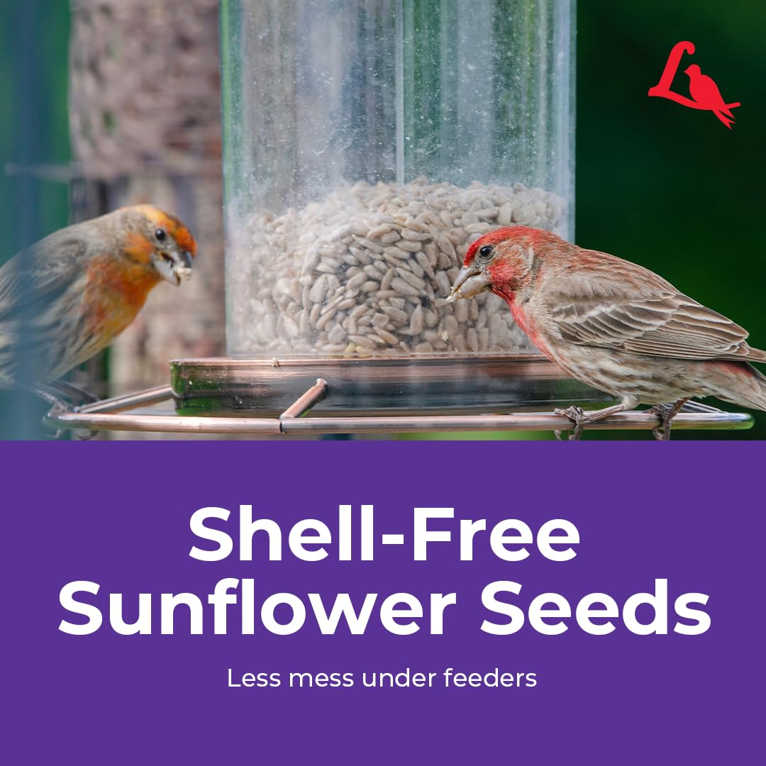 Lyric Sunflower Kernels support birds during winter foraging