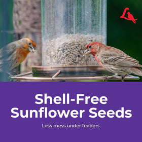 Lyric Sunflower Kernels support birds during winter foraging