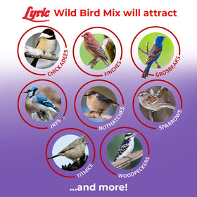 Lyric Wild Bird Mix birds at feeder in spring.
