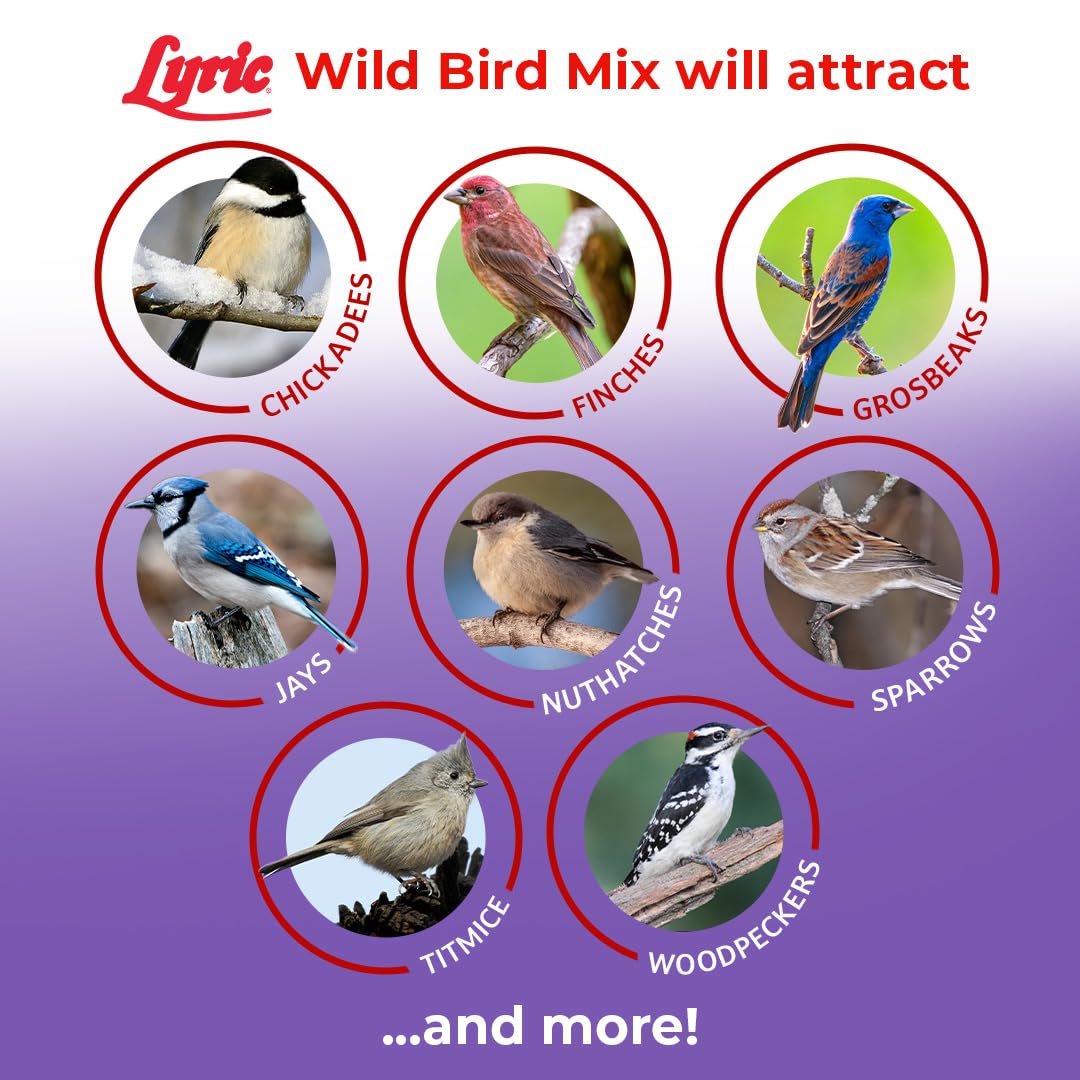 Lyric Wild Bird Mix black oil sunflower seeds for sustained activity