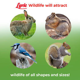 Lyric Wildlife Food bird feeder setup inviting songbirds to explore